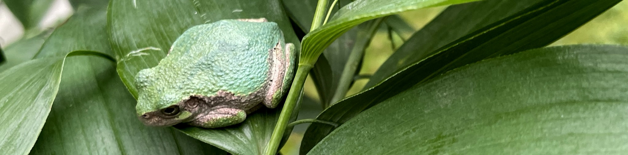 Frog sitting on a leaf