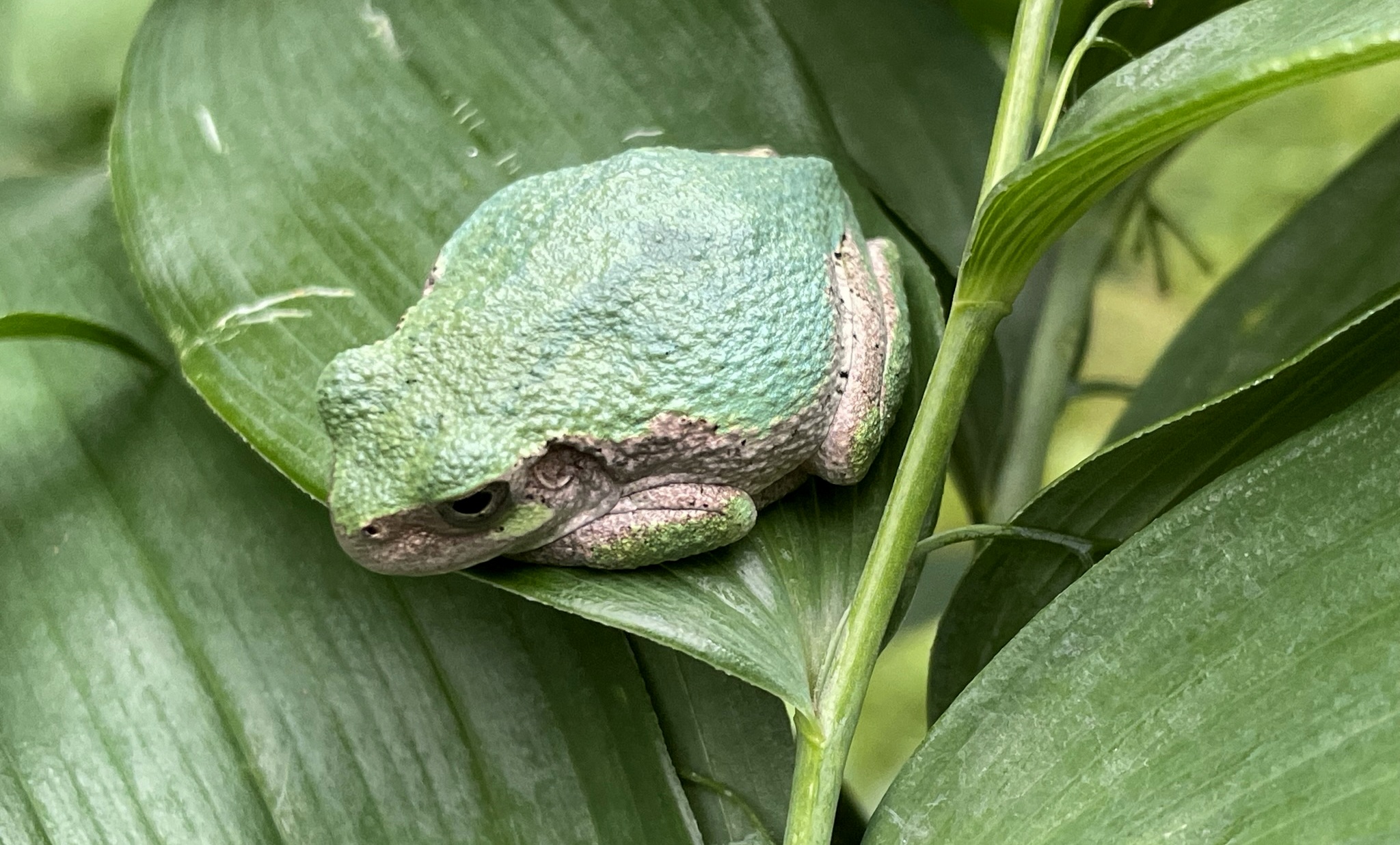 Frog sitting on a leaf