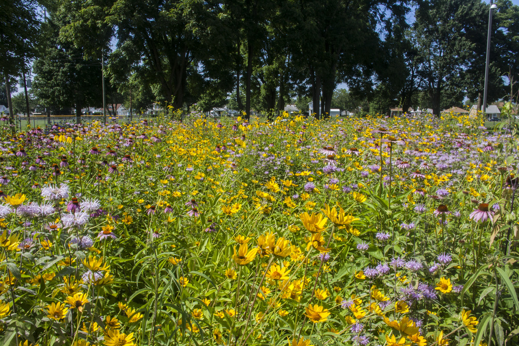 Native plant garden at Kennedy Academy