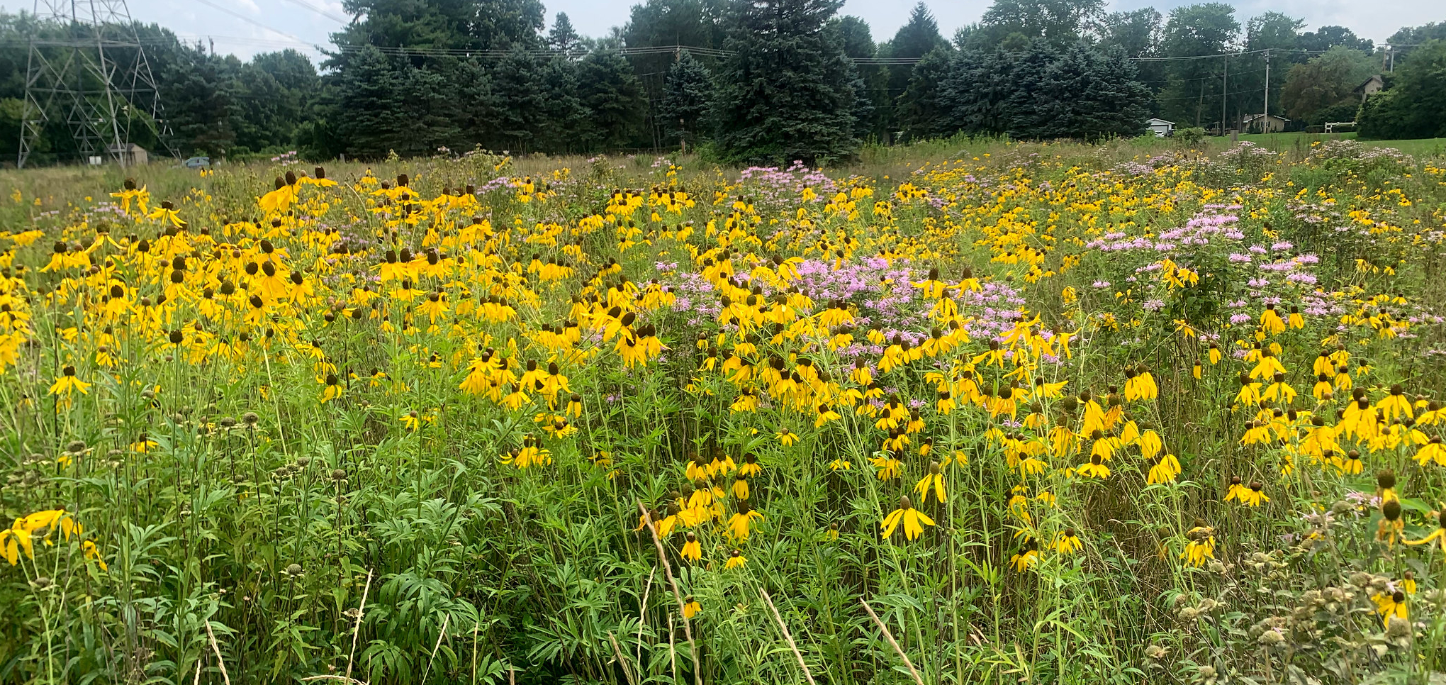 recreated native meadow in Granger, Indiana